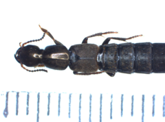 Pseudocypus