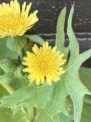 Sonchus oleraceus