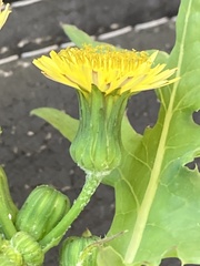 Sonchus oleraceus