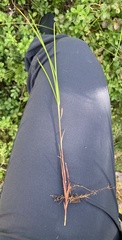 Carex globularis