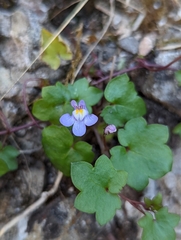 Cymbalaria muralis
