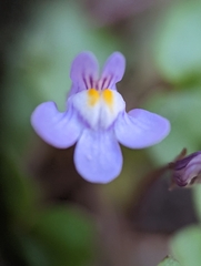 Cymbalaria muralis