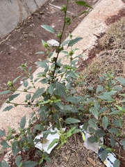 Malvastrum coromandelianum