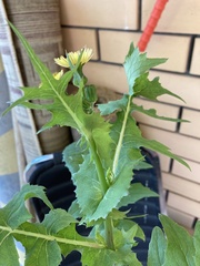 Sonchus oleraceus