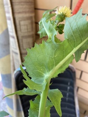 Sonchus oleraceus