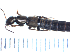 Pseudocypus