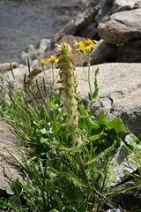 Pedicularis condensata