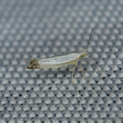 Argyresthia apicimaculella