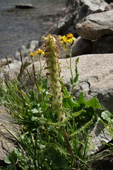 Pedicularis condensata