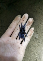 Selenocosmia