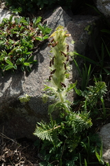 Pedicularis condensata