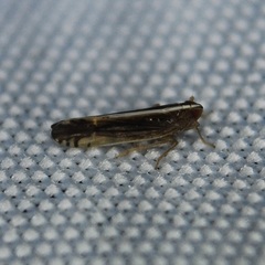 Stenocranus brunneus