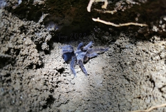 Selenocosmia