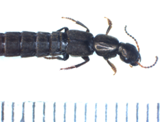 Pseudocypus