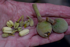 Elaeocarpus bancroftii