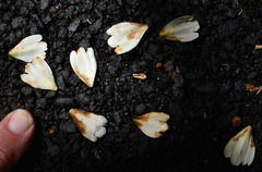 Elaeocarpus bancroftii