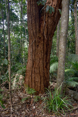 Eucalyptus pellita