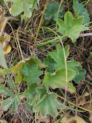 Alchemilla subcrenata