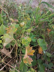 Alchemilla subcrenata