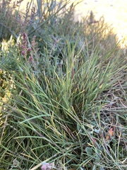 Puccinellia maritima