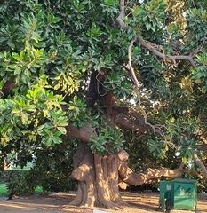 Magnolia grandiflora