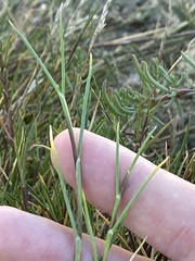 Puccinellia maritima