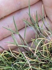 Puccinellia maritima