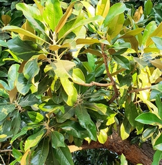 Magnolia grandiflora