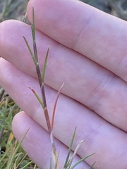 Puccinellia maritima