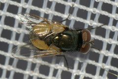 Musca osiris