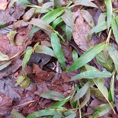 Melipotis nigrobasis