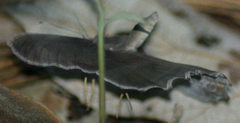 Taygetina weymeri