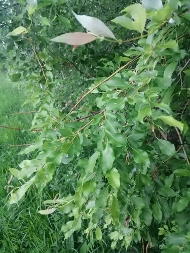 Salix taraikensis iNat (1)