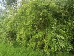 Salix taraikensis