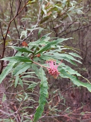 Grevillea longifolia