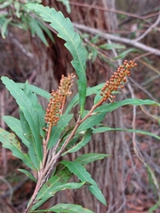 Grevillea longifolia