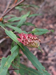 Grevillea longifolia