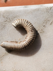 Ommatoiulus lusitanus