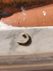 Ommatoiulus lusitanus