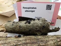 Resupinatus alboniger image