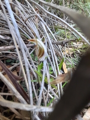 Pterostylis aspera
