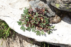 Sibbaldia parviflora