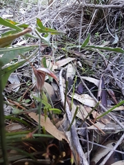 Pterostylis aspera