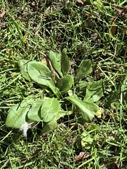 Bellis perennis
