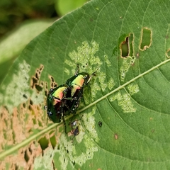 Callistethus auronitens
