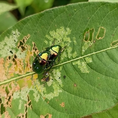 Callistethus auronitens