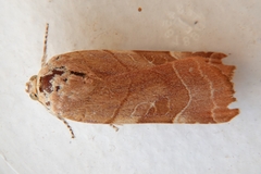 Noctua fimbriata