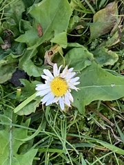 Bellis perennis