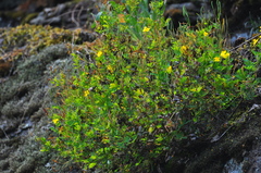 Chelidonium asiaticum