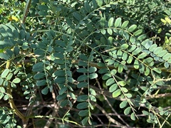 Adenopodia spicata